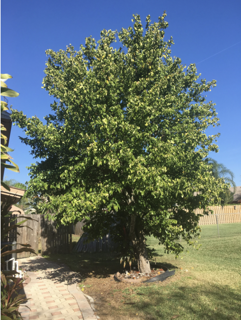 star fruit tree